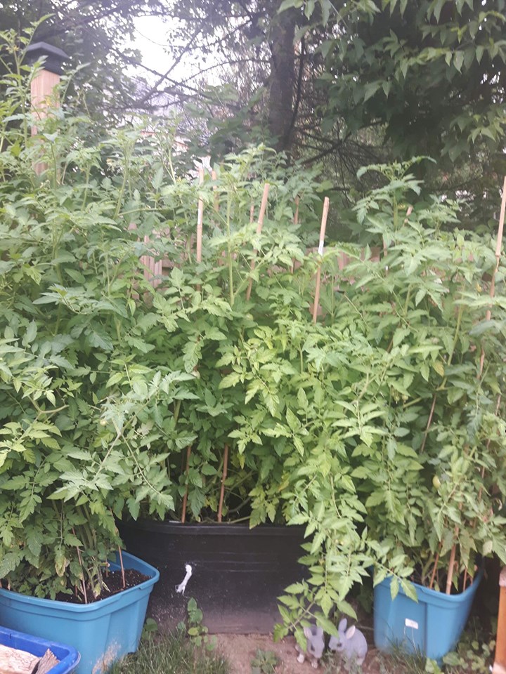 indeterminate Tomatoes  planted in containers