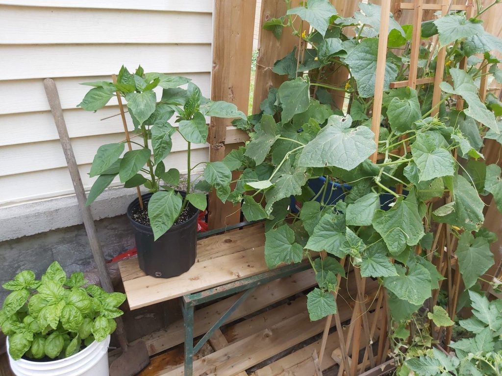 Climbing cucumbers in smaller pots 