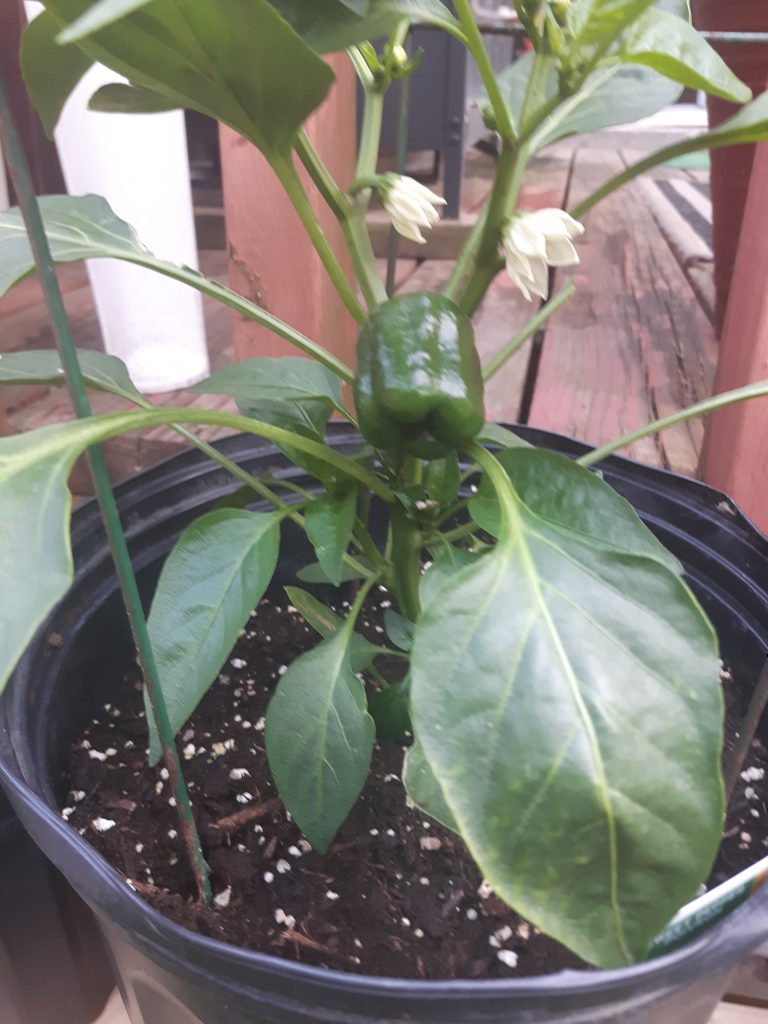 Bell peppers growing in pots