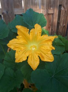 How to Grow Zucchini in Pots or Containers