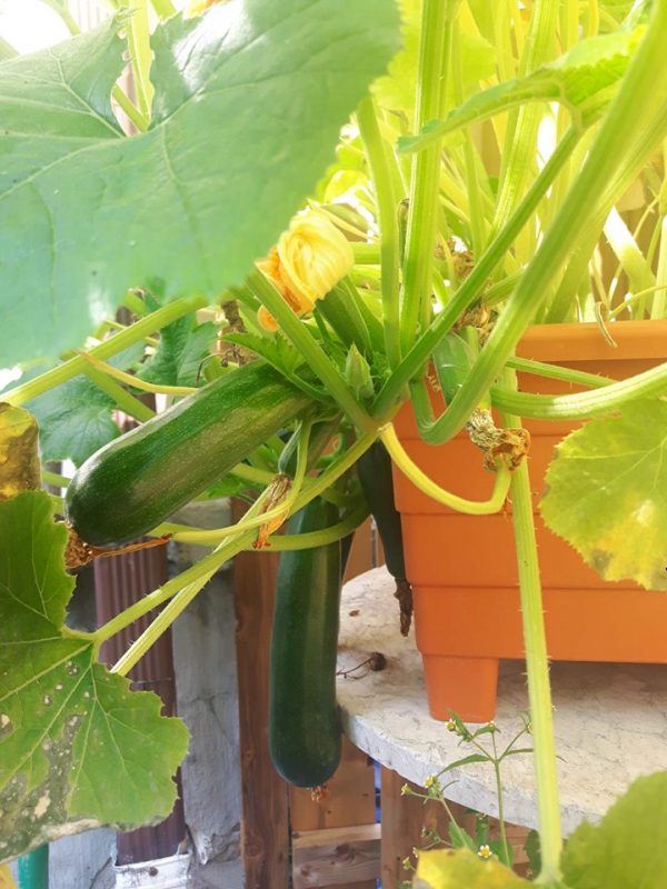 How to Grow Zucchini in Pots or Containers The Good Gardener