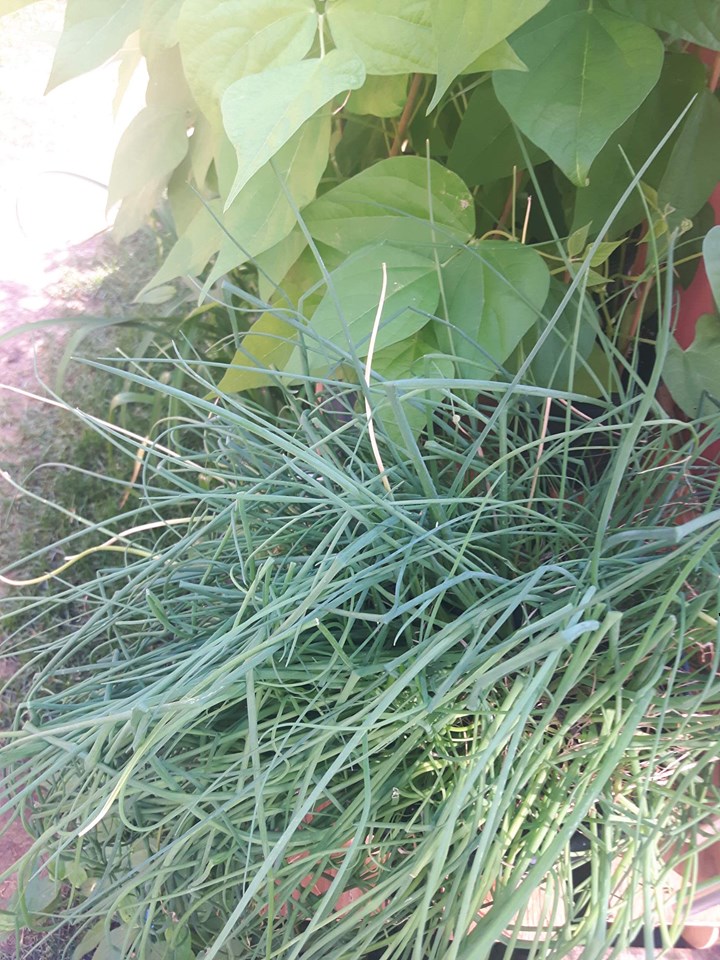 Chives growing for the third year in same container