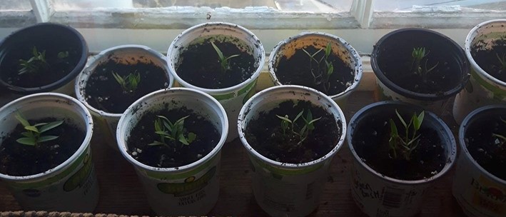 Jalapeno seedlings growing in red cups on window sill