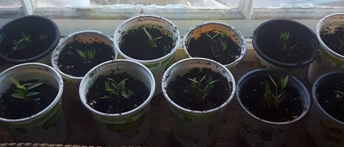Bell Pepper seedlings growing in red cups in window sill