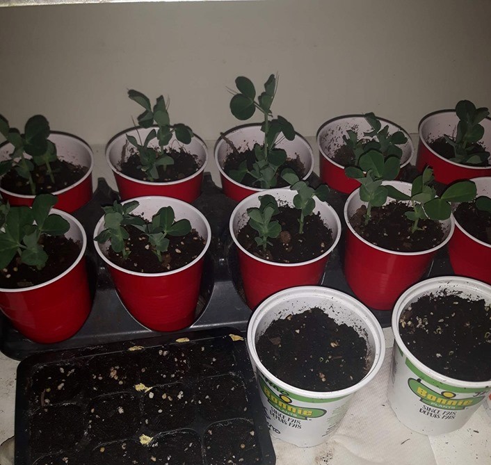Pea seedlings growing in cups 