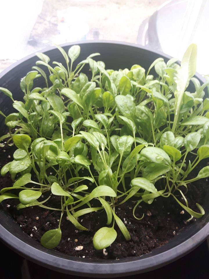 Spinach seedlings growing in a pot