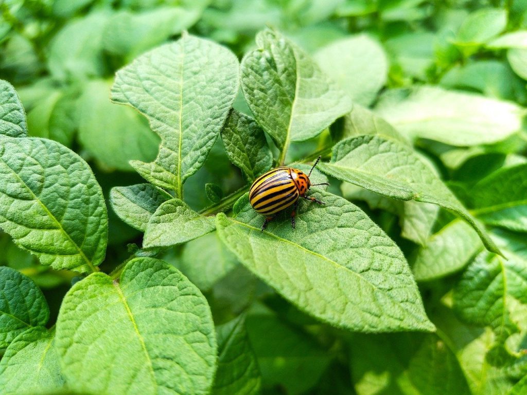 The Colorado Potato Beetle 