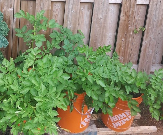 growing Potatoes in buckets