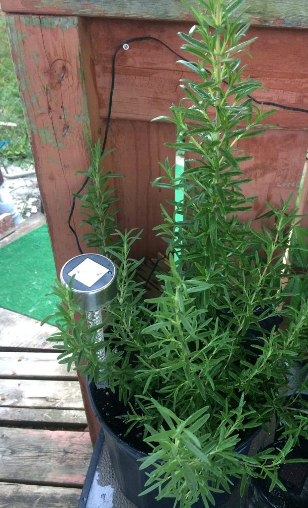 Full Grown Rosemary Plant