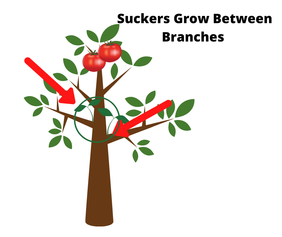 picture of suckers growing between branches