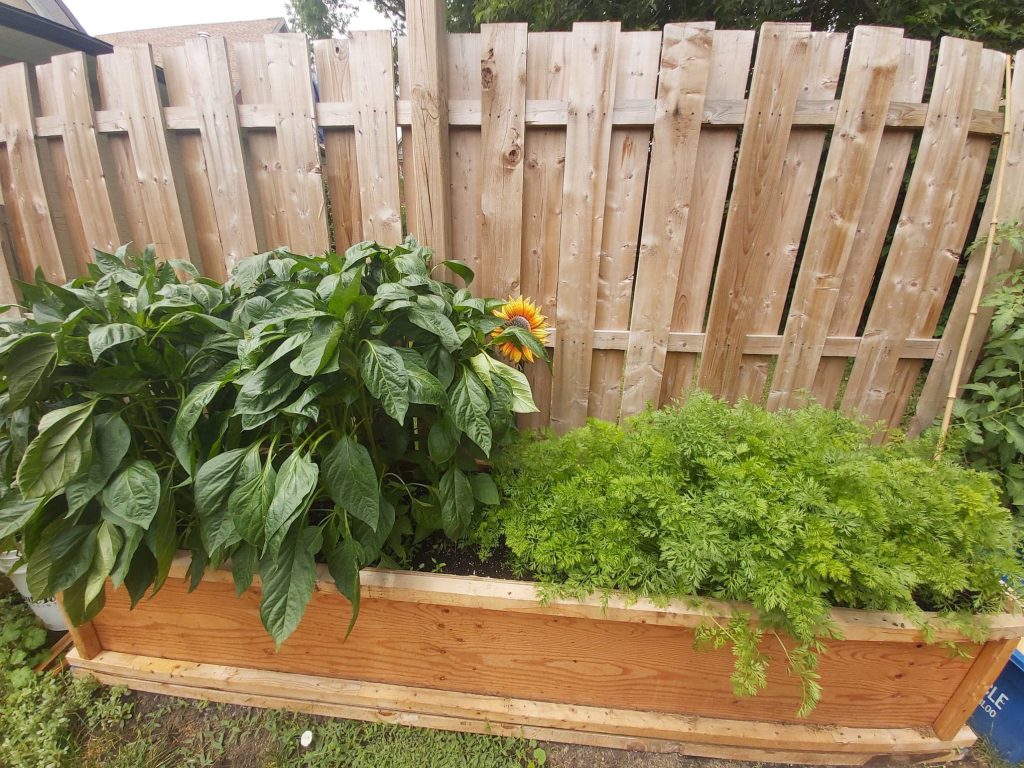 Bell Peppers during harvest time growing next to rainbow carrots 