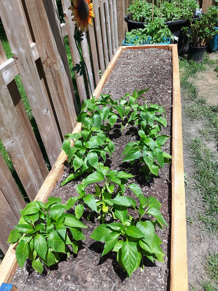 Bell pepper seedlings growing in a large outdoor wood container