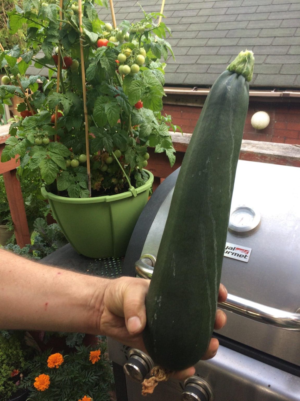 How to Grow Zucchini in Pots or Containers The Good Gardener