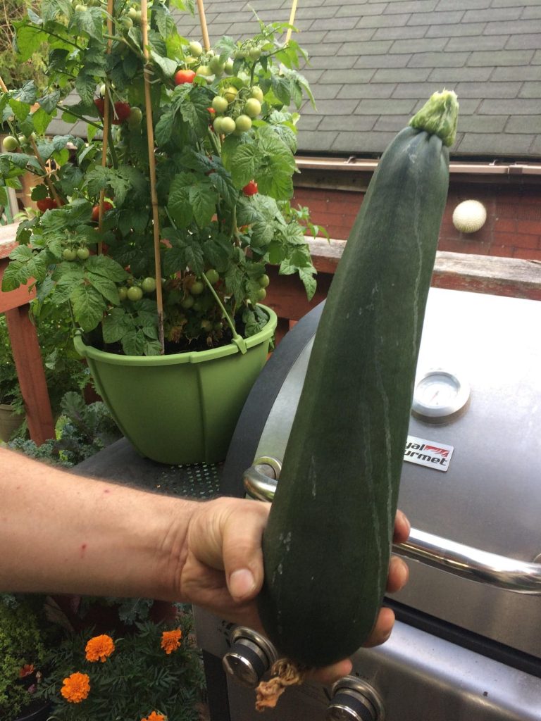 Holding a very large Zucchini 