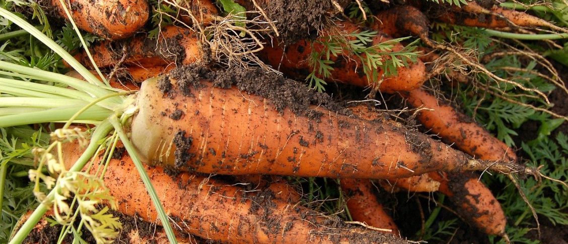 fresh harvested Carrots