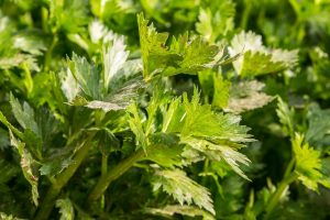The Best Way To Grow Celery In Containers
