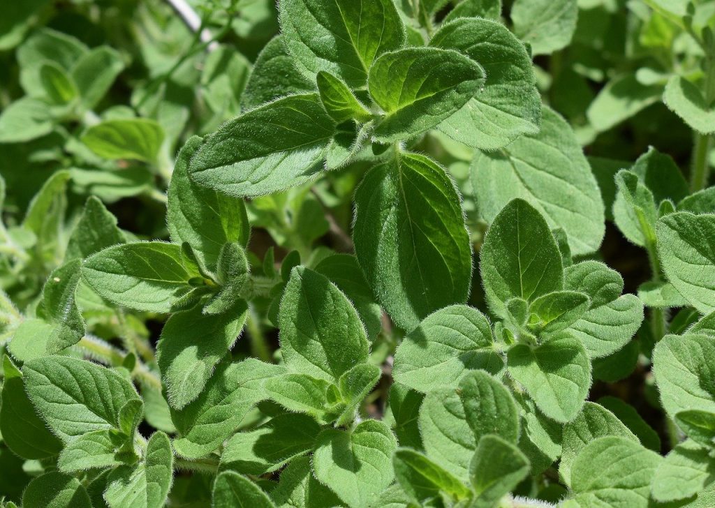 Oregano plant 