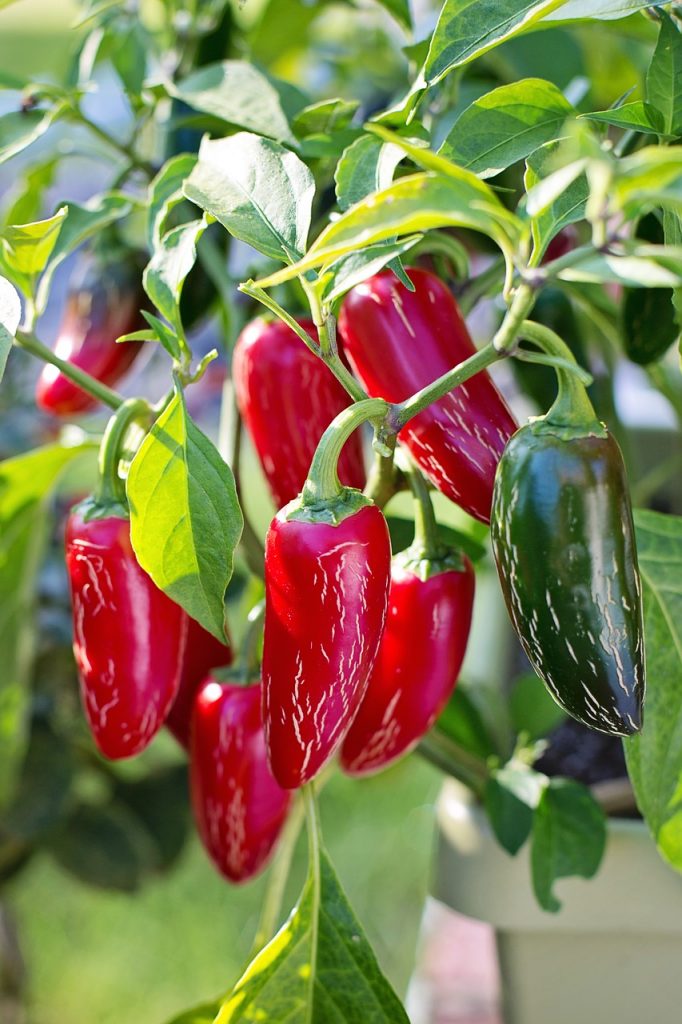 cracked red jalapenos and green jalapenos growing on plant in container