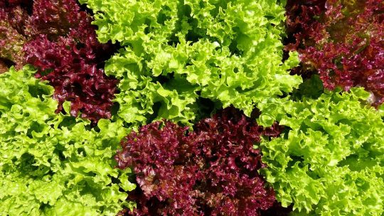 Red and Green Leaf lettuce