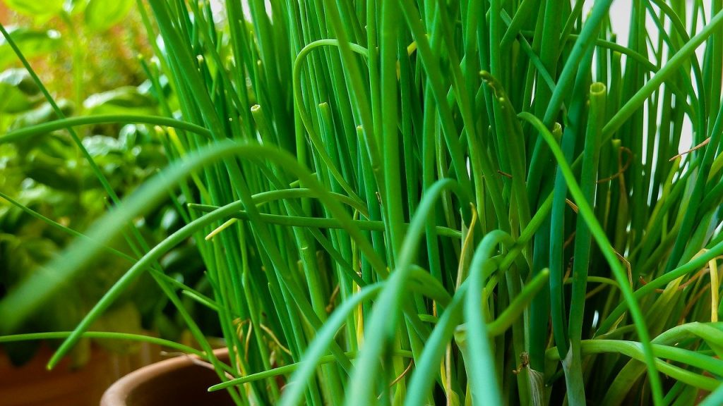 Full Grown Chives in a planter 