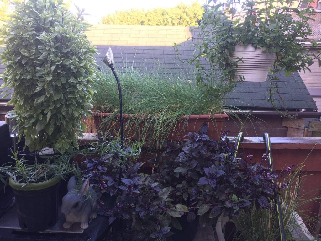 basil, tarragon, mint, chives and rosemary growing in planters on balcony