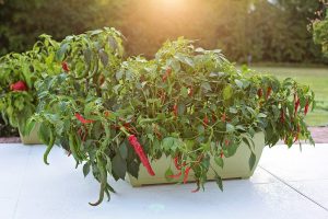 How to Grow Cayenne Peppers in Pots or Containers