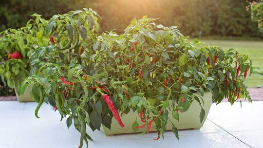 Cayenne Peppers growing in a container