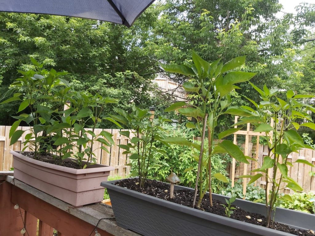 partial sun with jalapenos in planters growing on balcony 