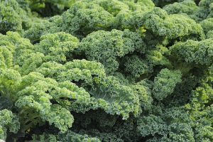 The Best Way To Grow Kale In Containers