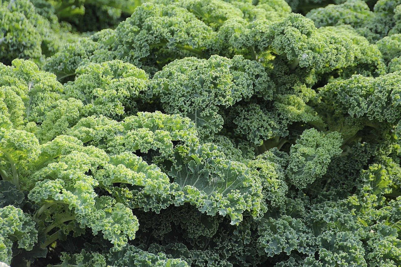 The Best Way To Grow Kale In Containers The Good Gardener
