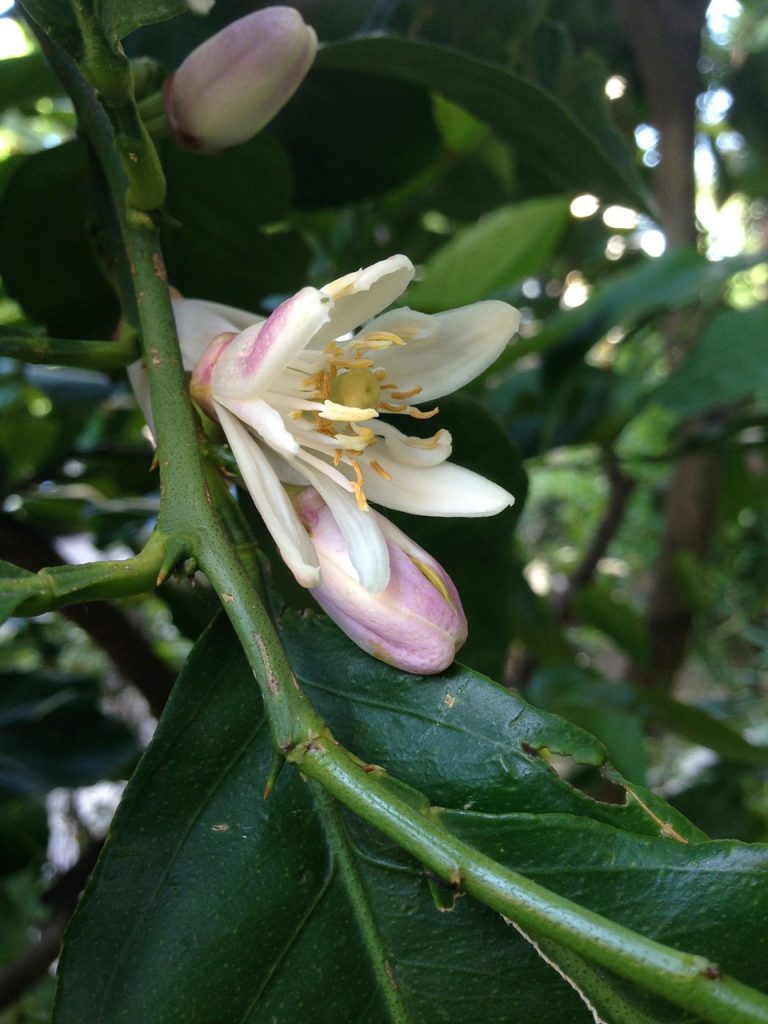 Lemon flower on a lemon plant  blooming