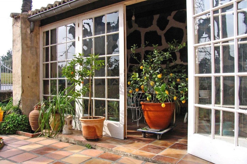 Lemon tree growing on back patio in large container