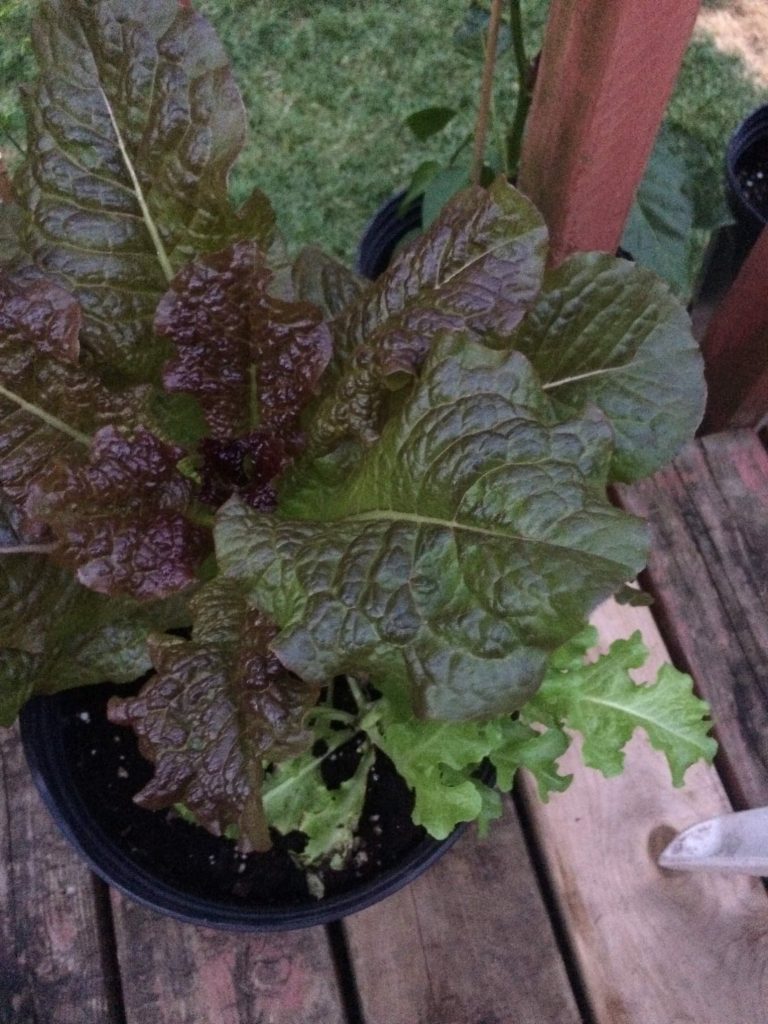 Lettuce growing in pot on balcony