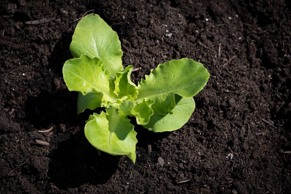 Lettuce growing in soil 