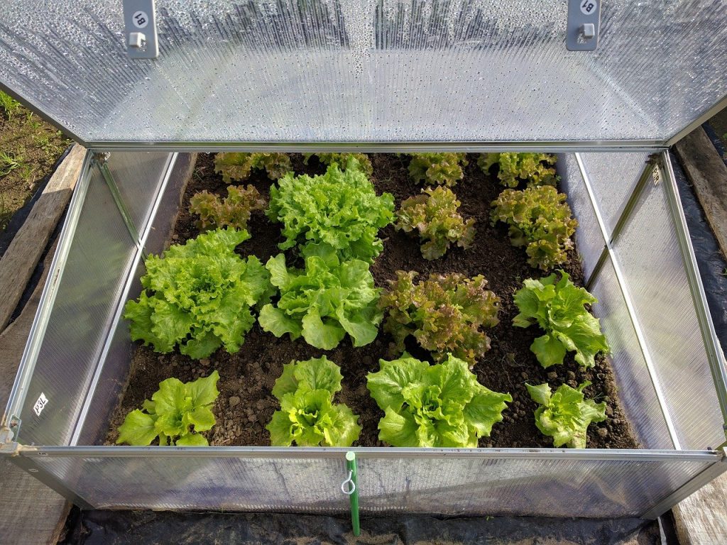 Lettuce growing in container greenhouse