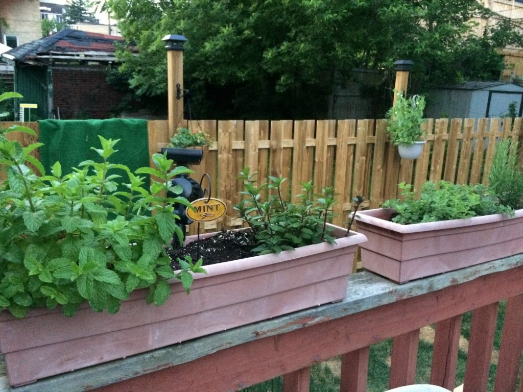 Growing Mint in Containers on Balcony