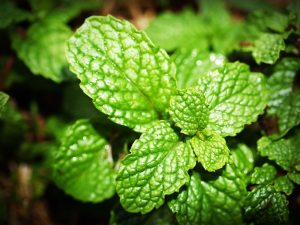 The Best Way To Grow Mint Plants In Containers