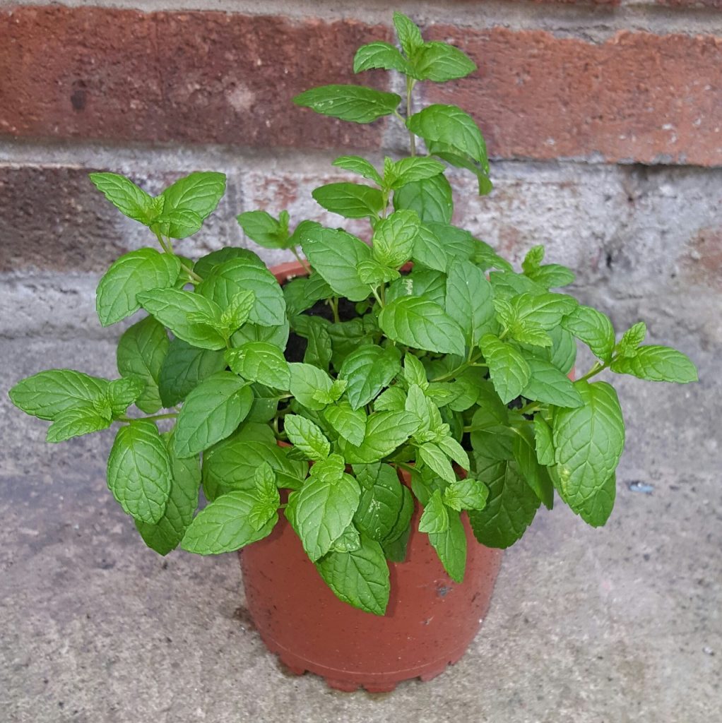Mint plant in a small pot