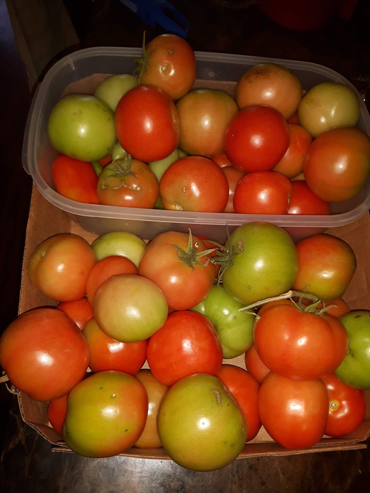 Tomatoes lots of them in a box with ripe and un ripe tomatoes