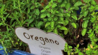 Oregano plant in containers