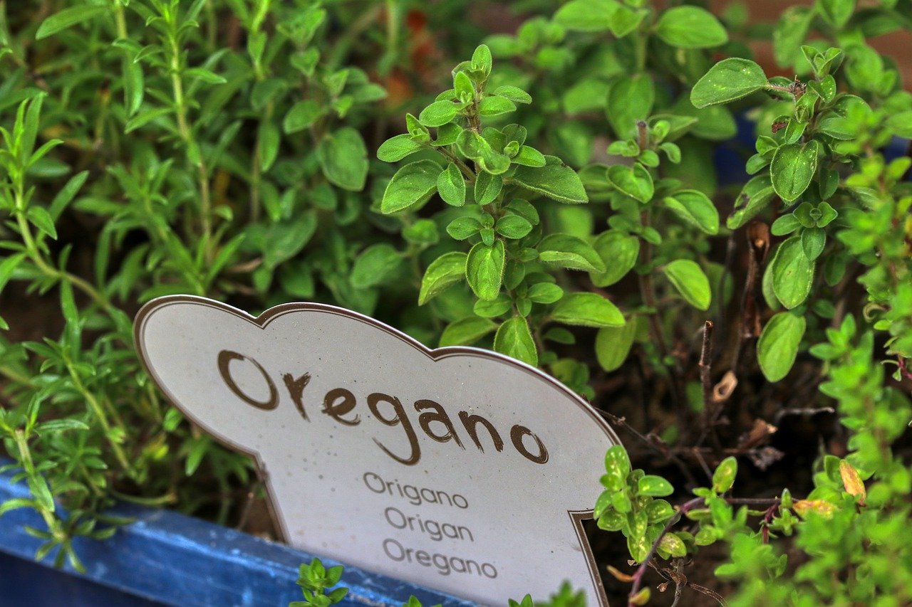 The Best Way To Grow Oregano In Containers The Good Gardener