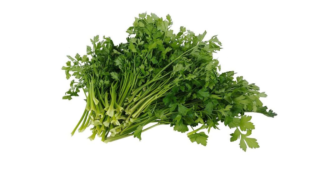 Parsley harvested in a bunch