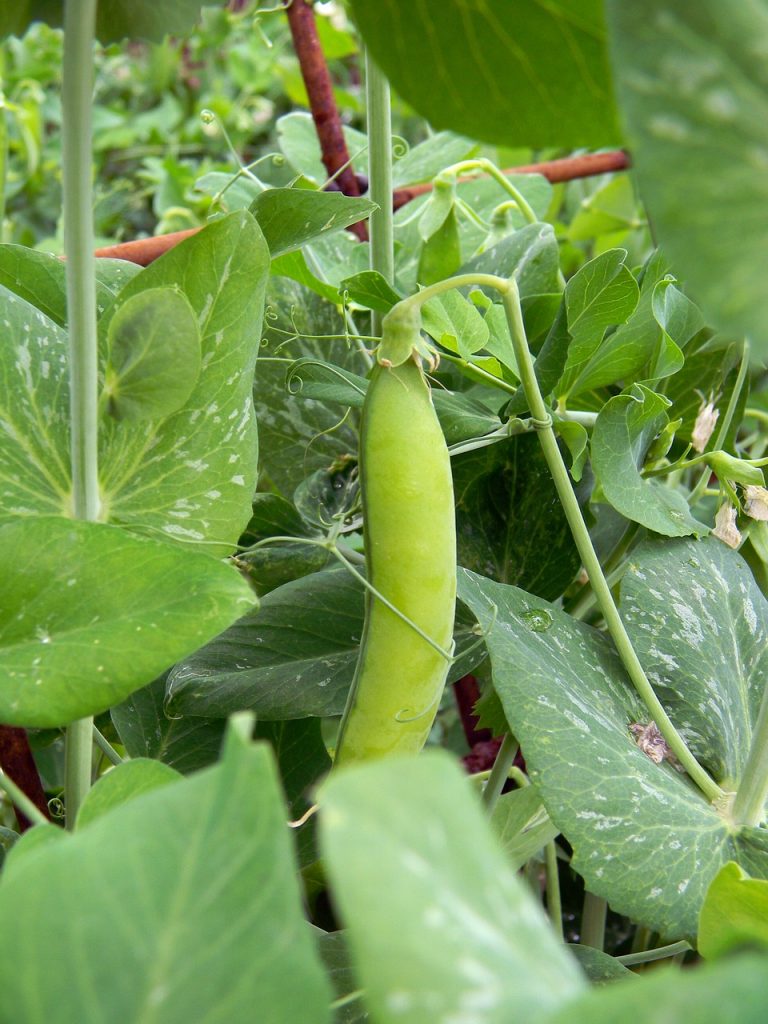 Pea growing on the pea plant