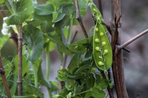 The Best Way To Grow Peas In Containers