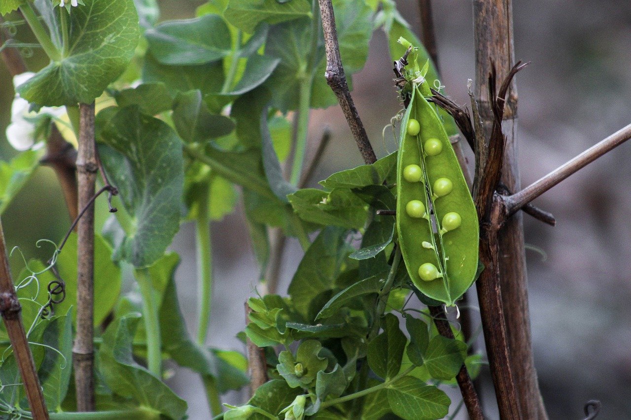 The Best Way To Grow Peas In Containers The Good Gardener
