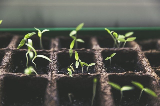 Seedlings in tray 