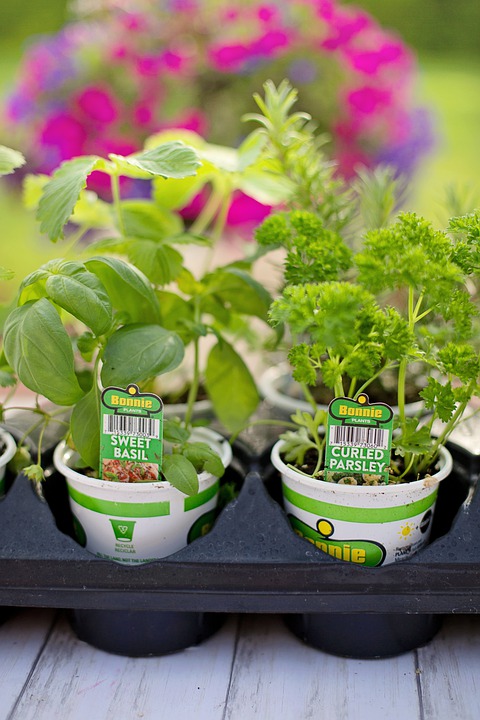 curled parsley and sweet basil in small pots