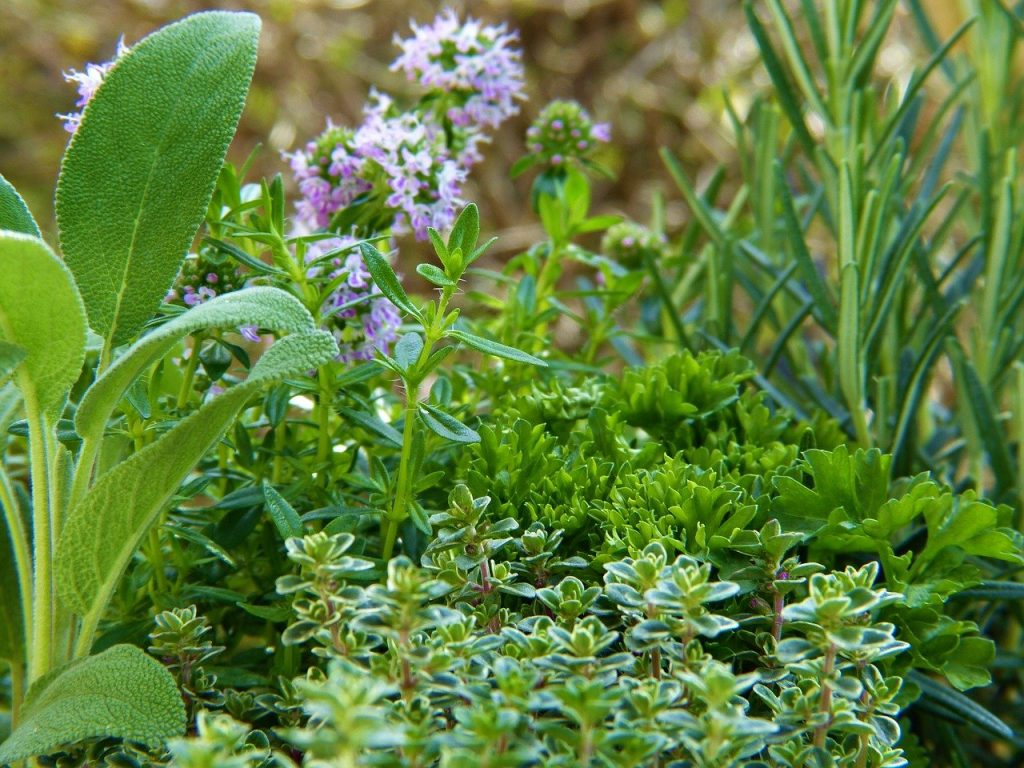 Sage planted with other herbs in one container 