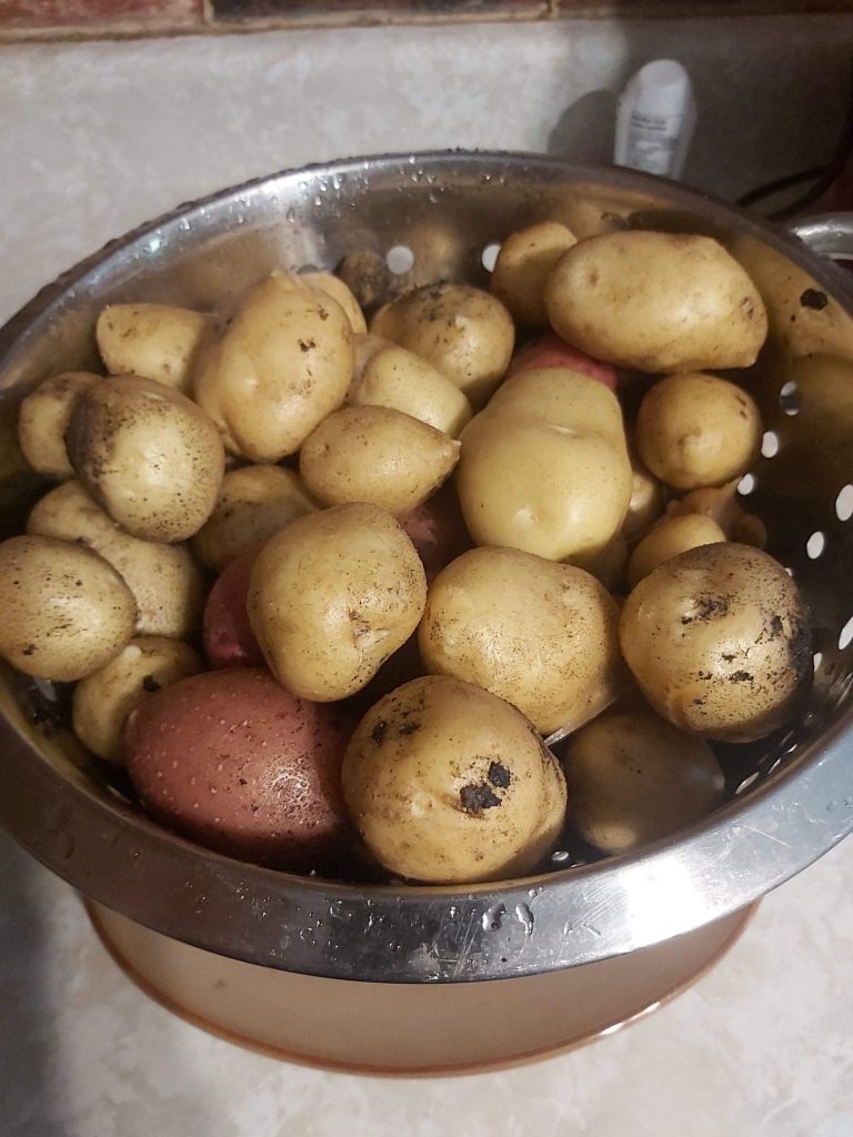 Potatoes freshly harvested from our containers in a strainer