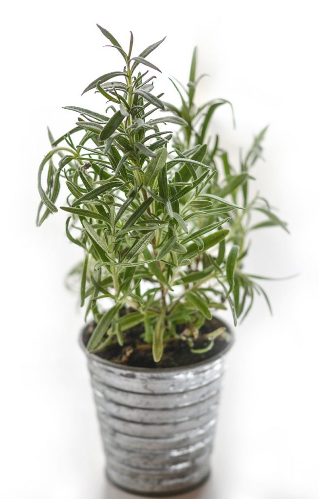 Rosemary in a small can